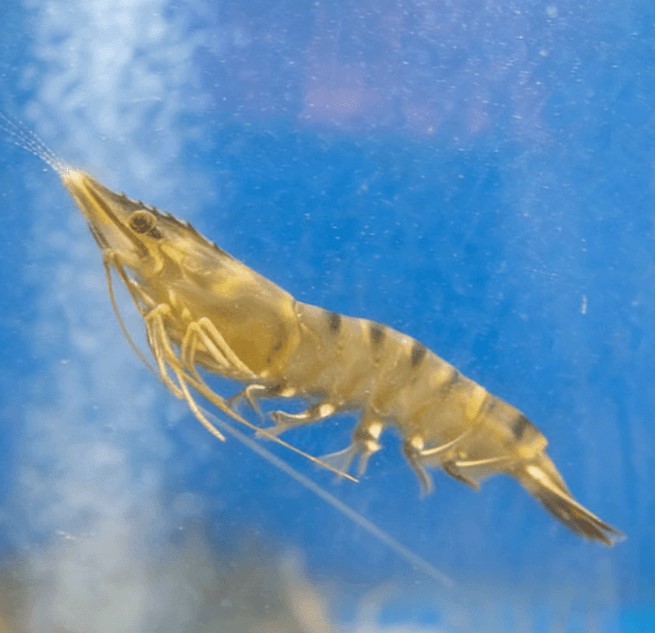 大虾